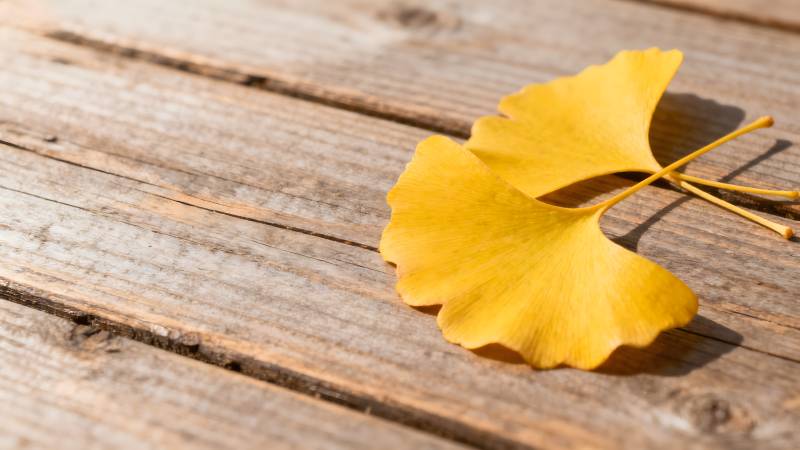 银杏叶静卧木桌图片
