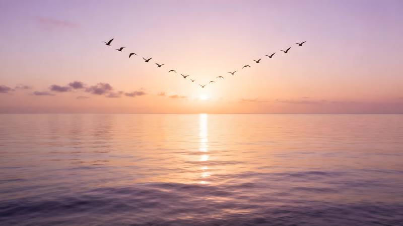 雁阵归途日落时图片