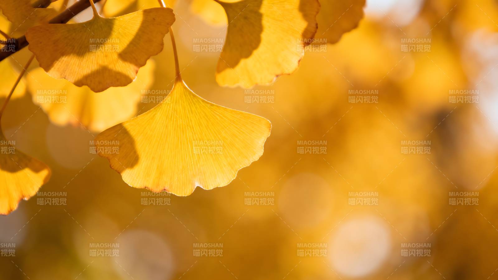 金秋银杏叶图片