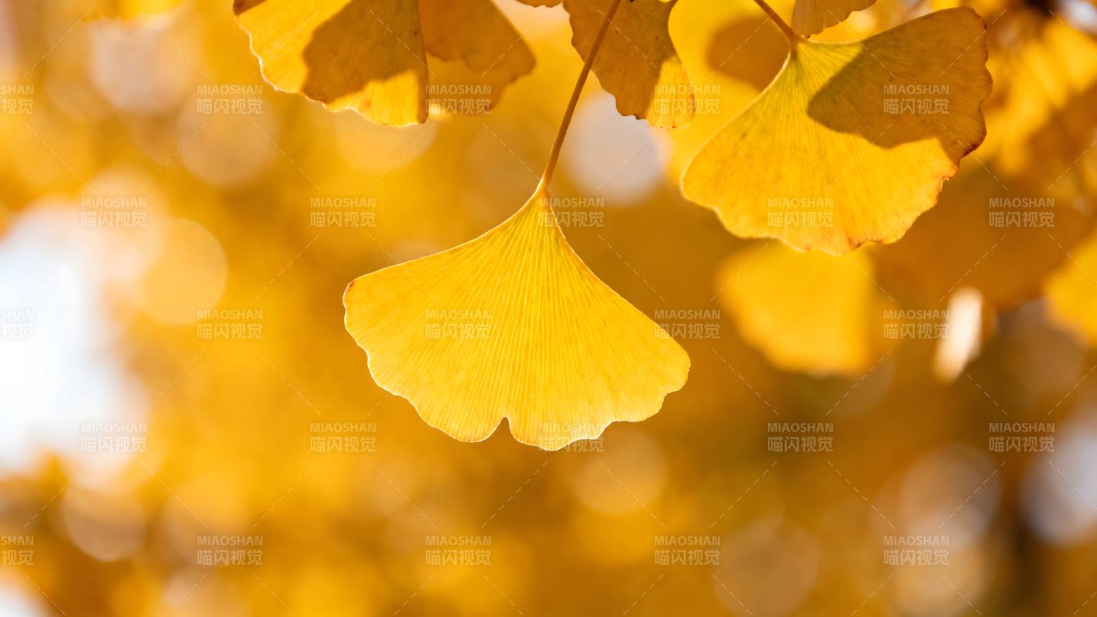 秋日银杏叶图片