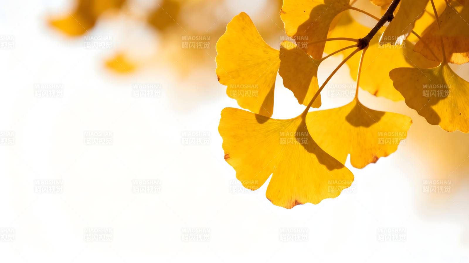 秋日银杏叶图片