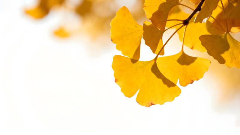 秋日银杏叶图片