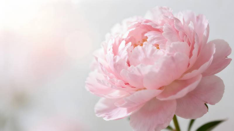 粉嫩牡丹绽放图片