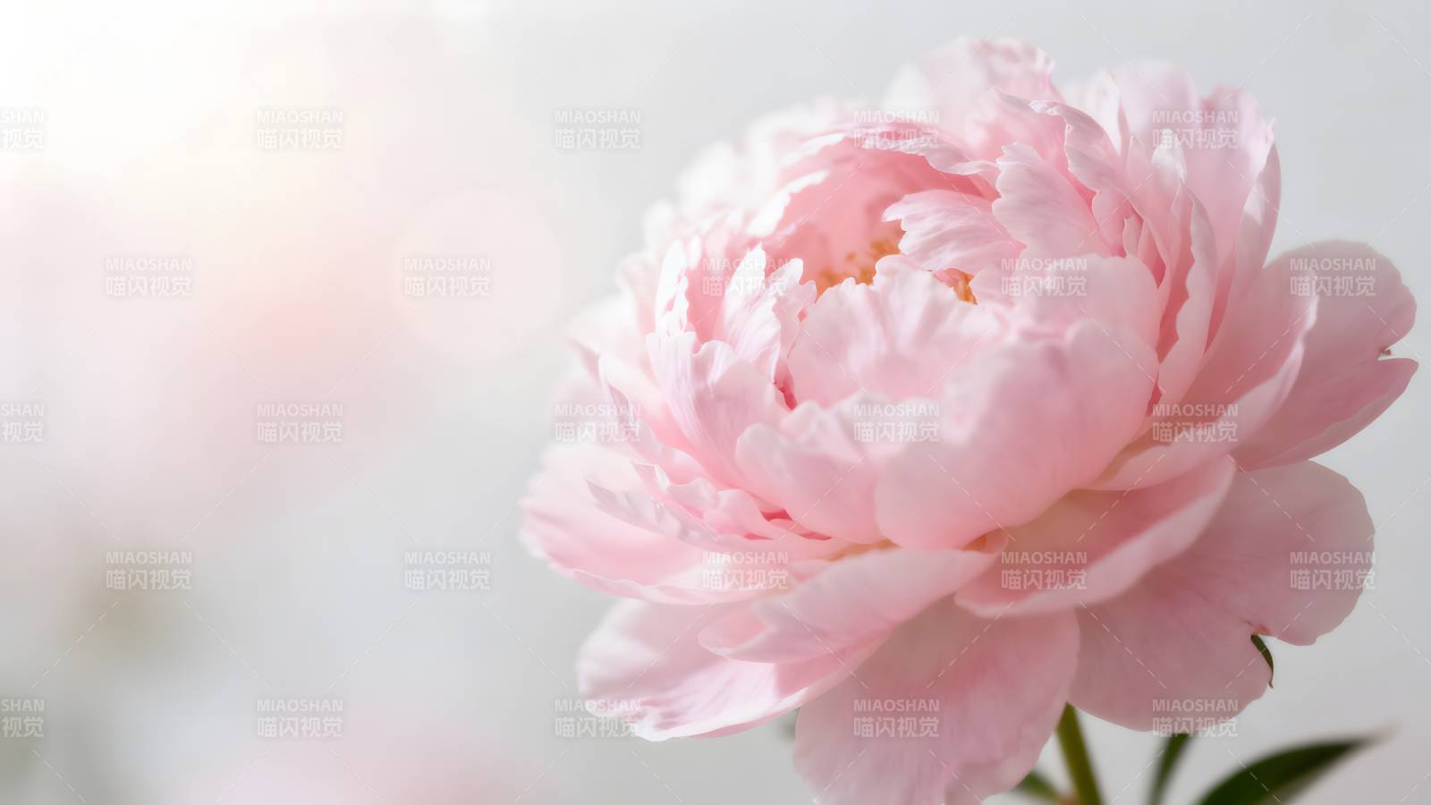 粉嫩牡丹绽放图片