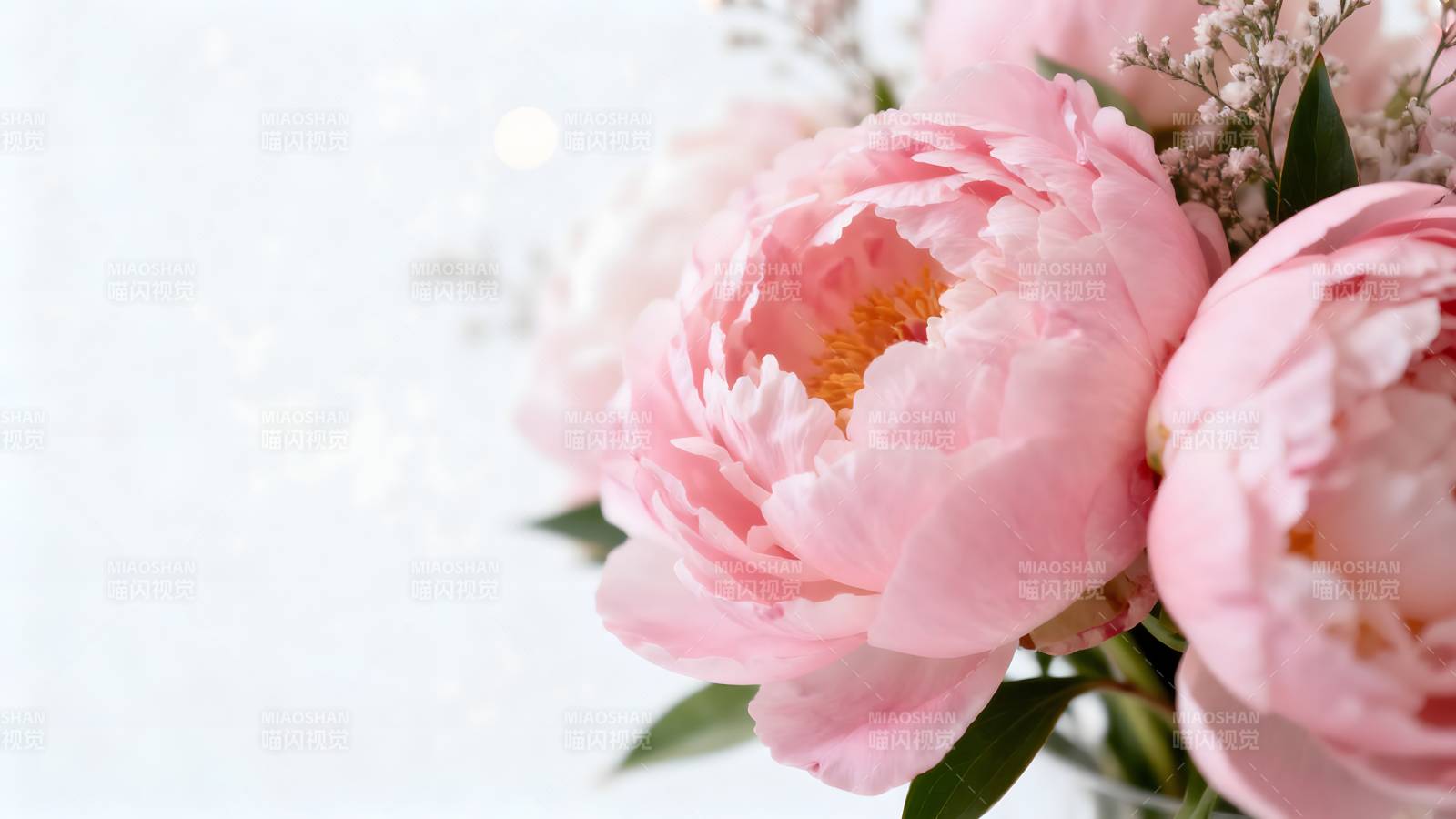 粉嫩牡丹绽放图片