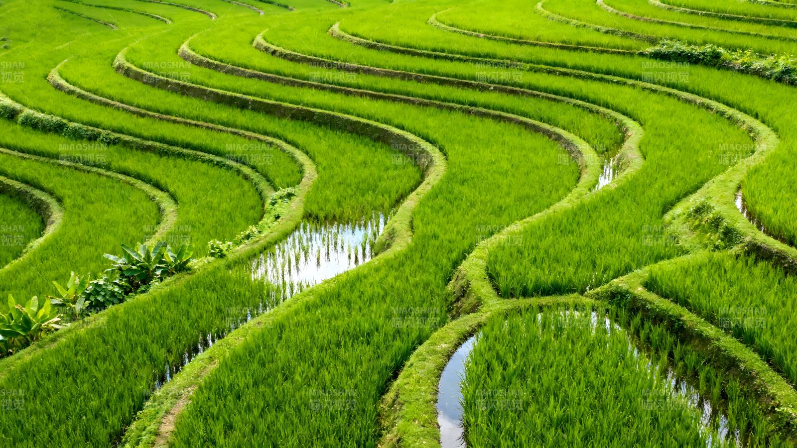 梯田绿波图片