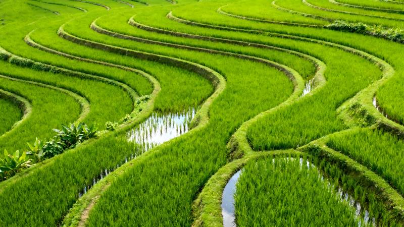 梯田绿波图片
