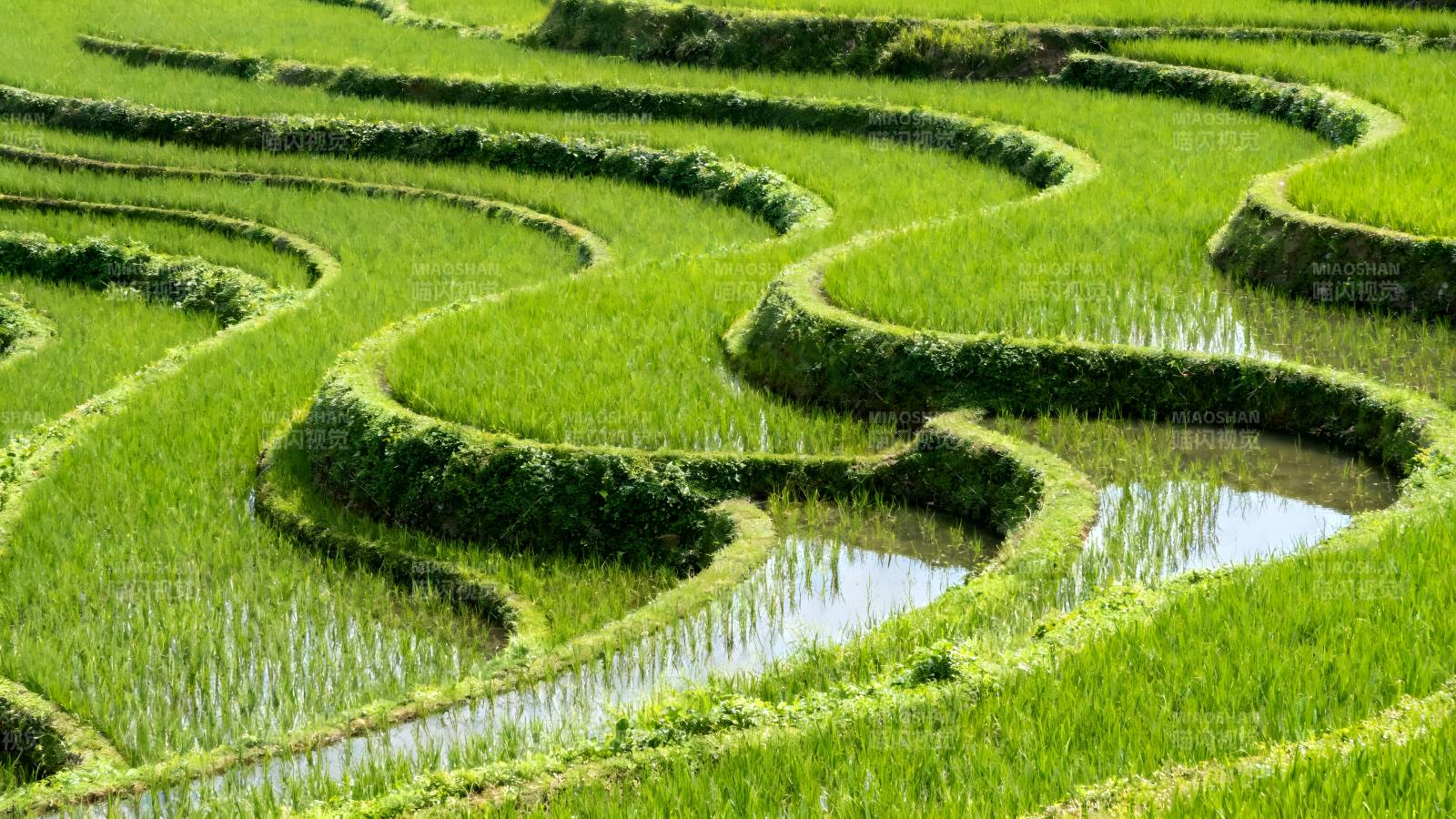 梯田绿波图片