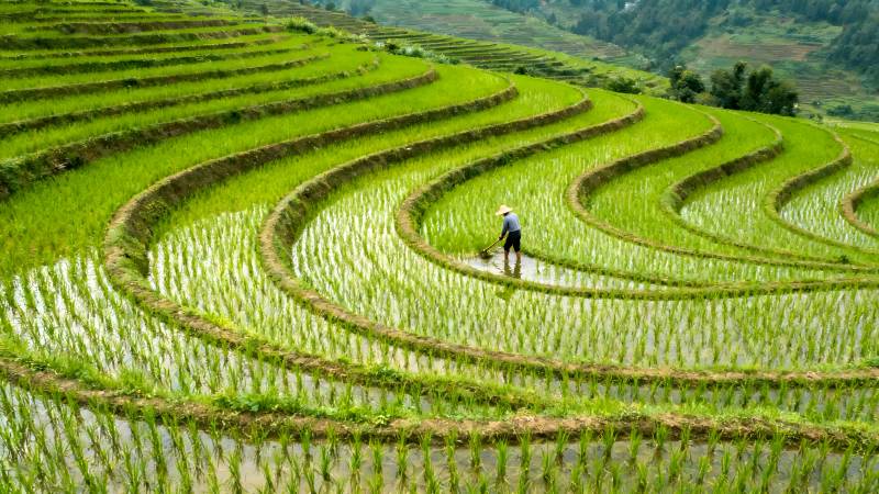 梯田农耕图图片
