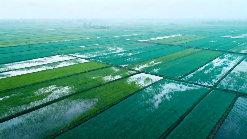 绿野如画 水田成片图片