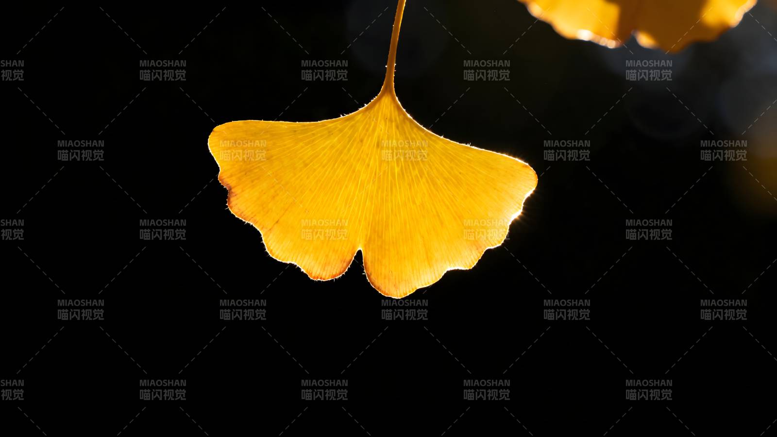 银杏叶在光中飘落图片