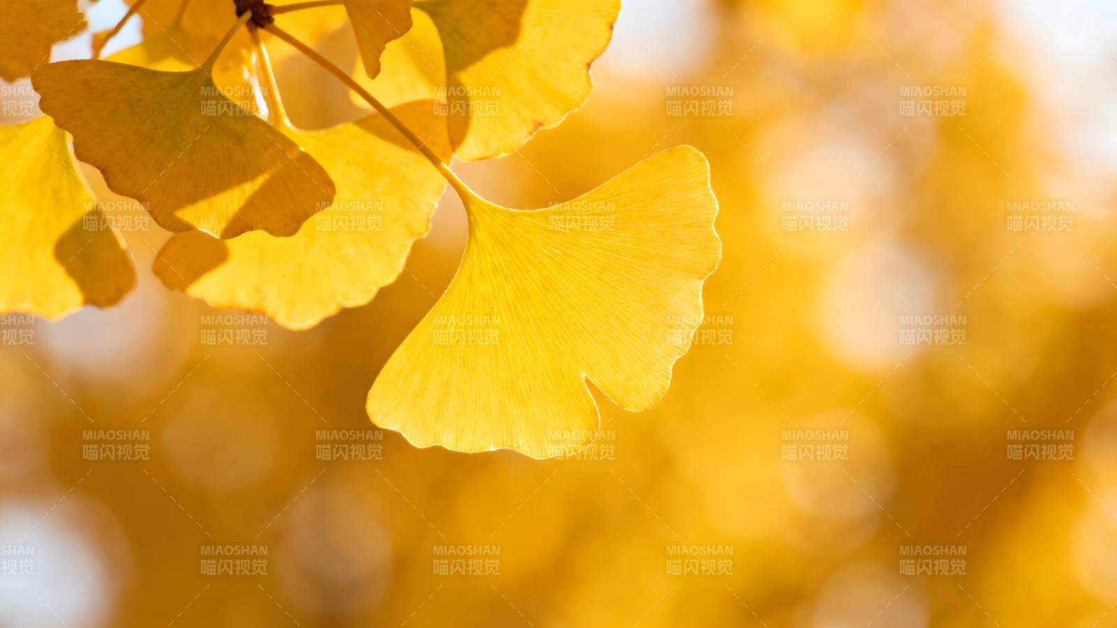 秋日银杏叶图片