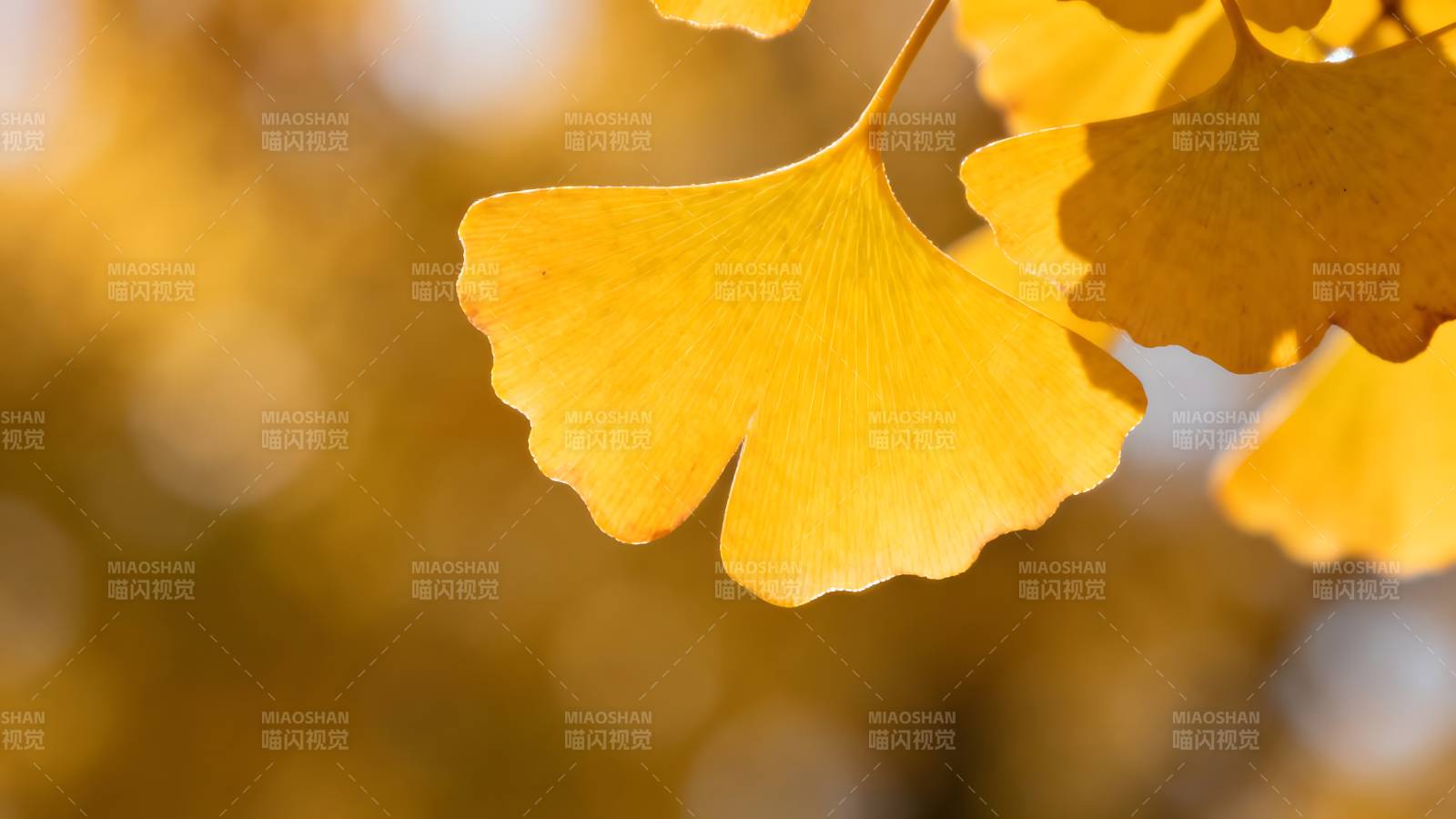 银杏叶黄秋意浓图片