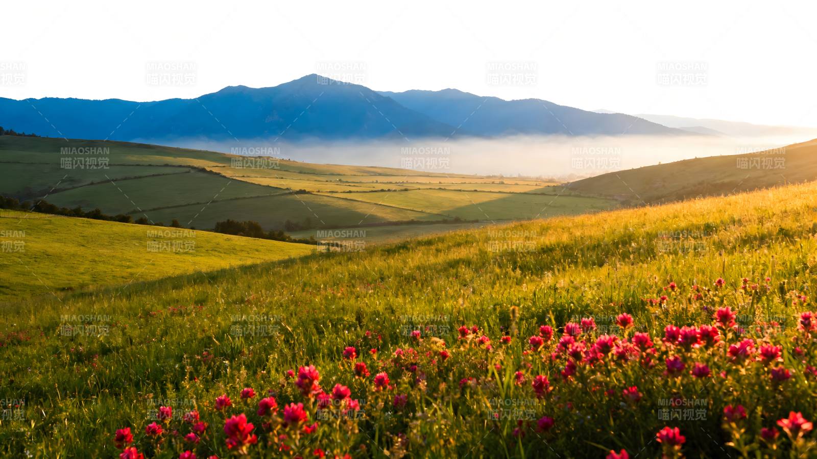 花海山峦晨曦图片