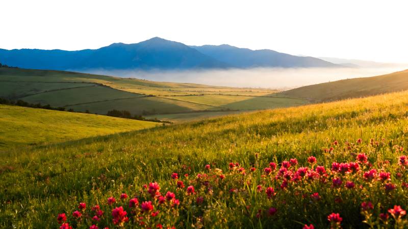 花海山峦晨曦图片