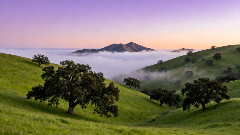 晨雾山丘绿意盎然图片