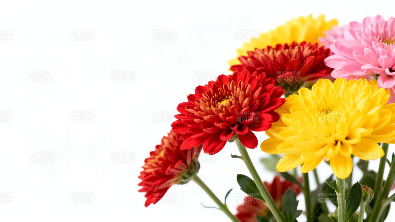 多彩菊花绽放图片