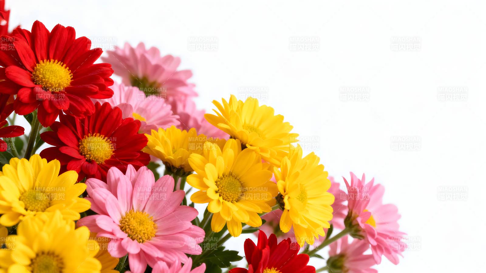 多彩雏菊绽放图片