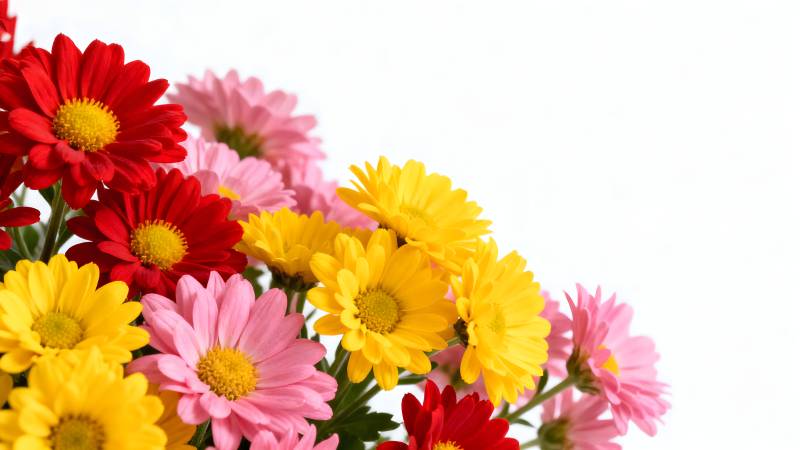 多彩雏菊绽放图片