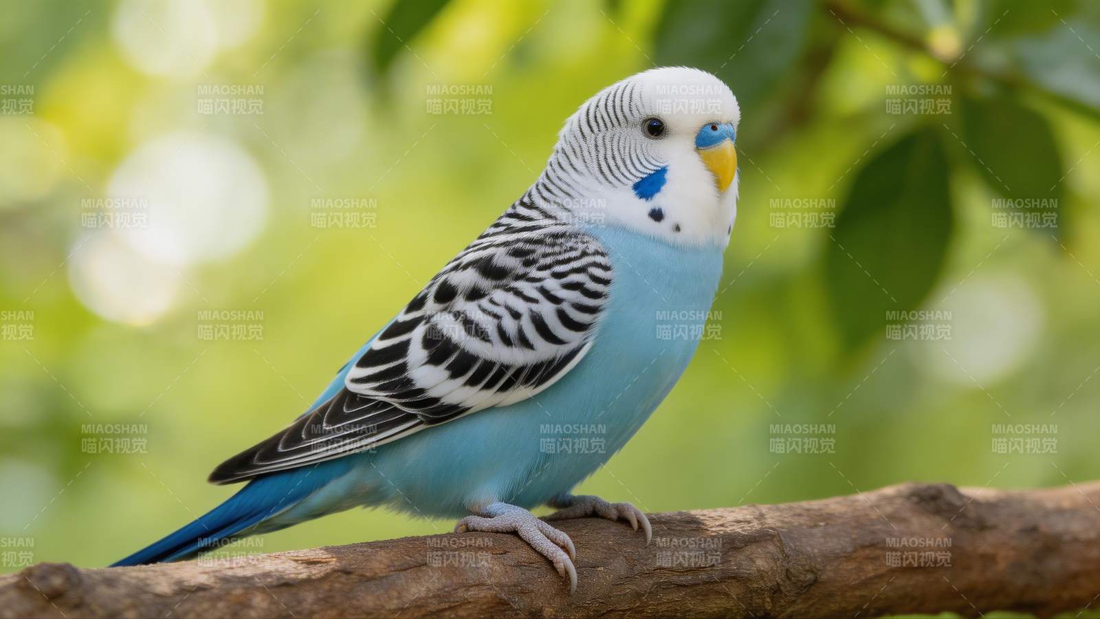 蓝羽鹦鹉栖枝头图片