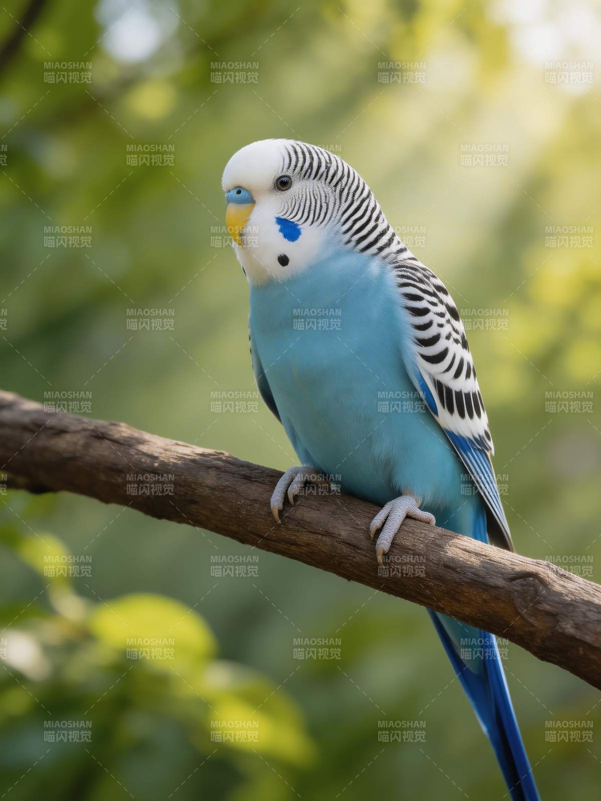 蓝鹦鹉栖枝头图片