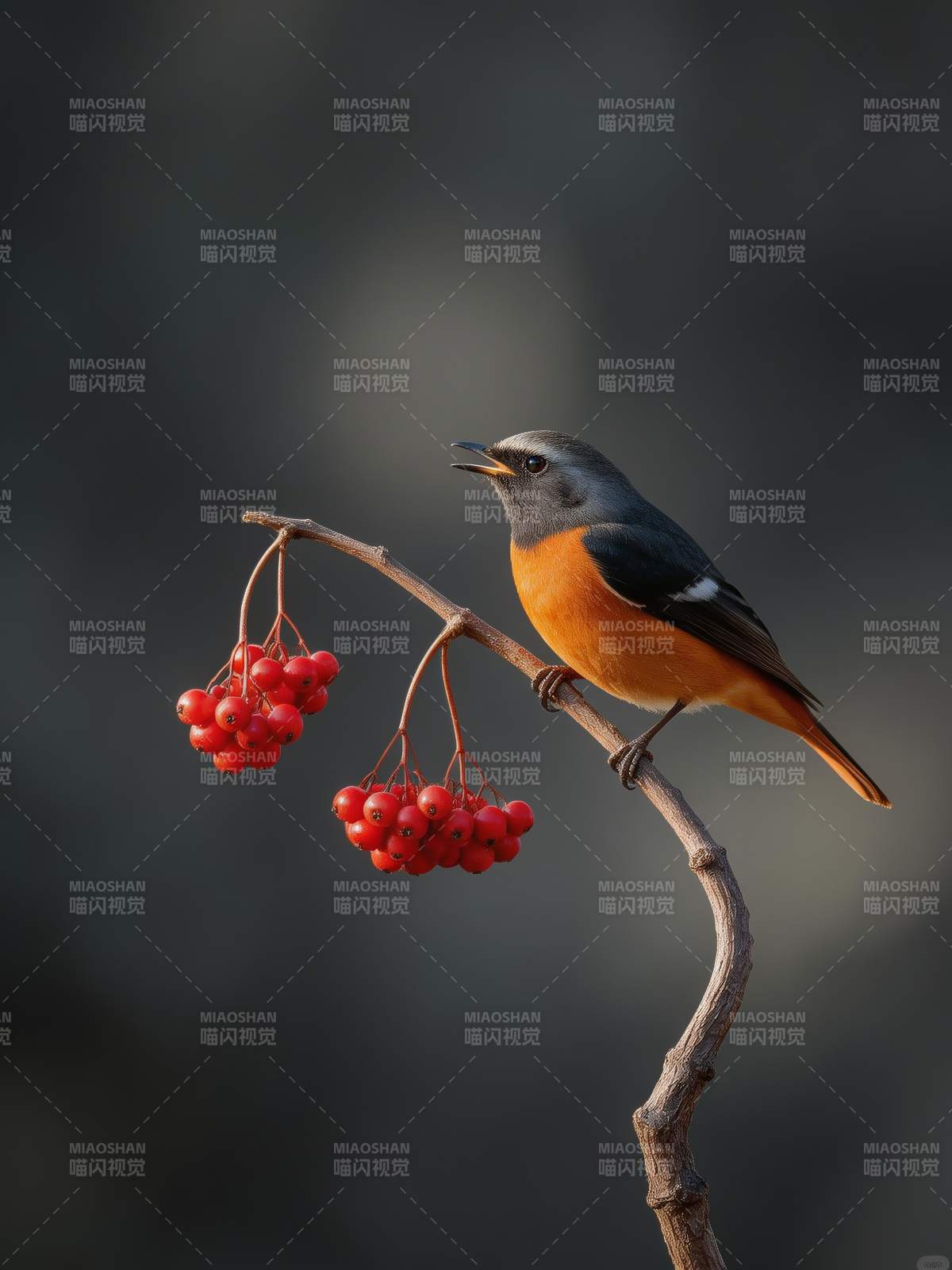 红腹灰雀栖枝头图片