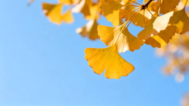 银杏叶黄秋意浓图片