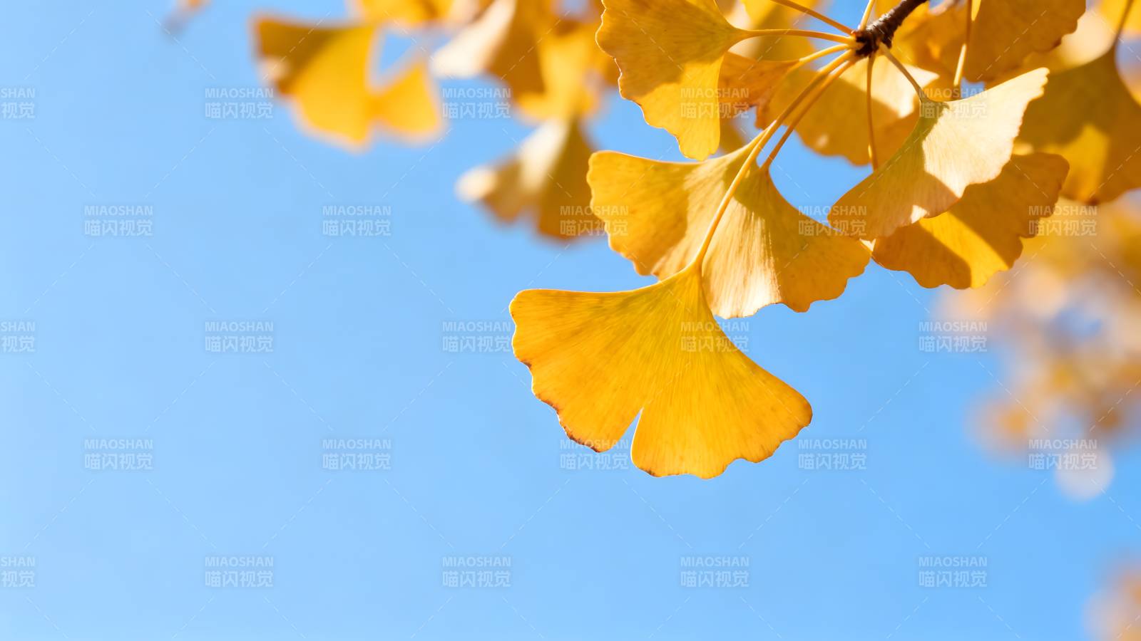 银杏叶黄秋意浓图片