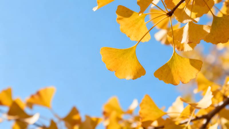 秋叶金黄映蓝天图片