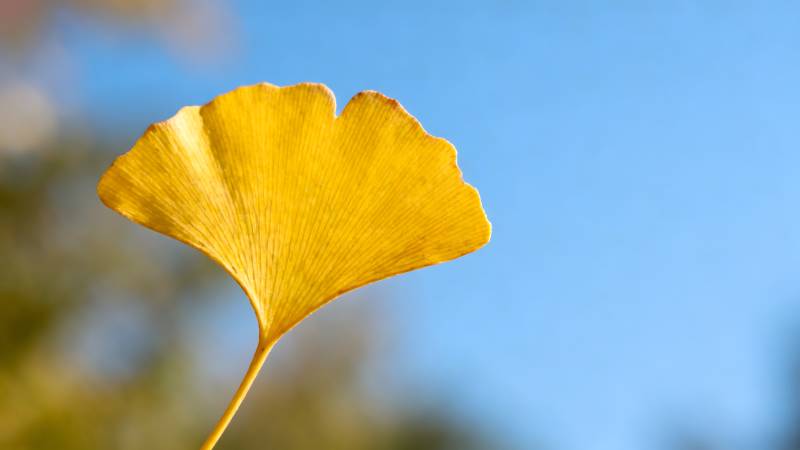 银杏叶迎秋光图片