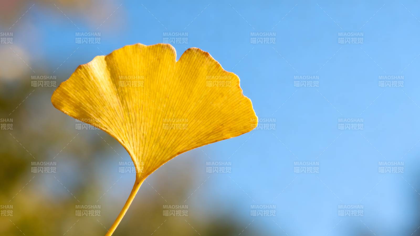 银杏叶迎秋光图片