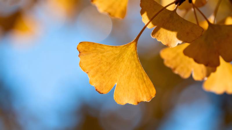 秋叶金黄 风轻拂图片