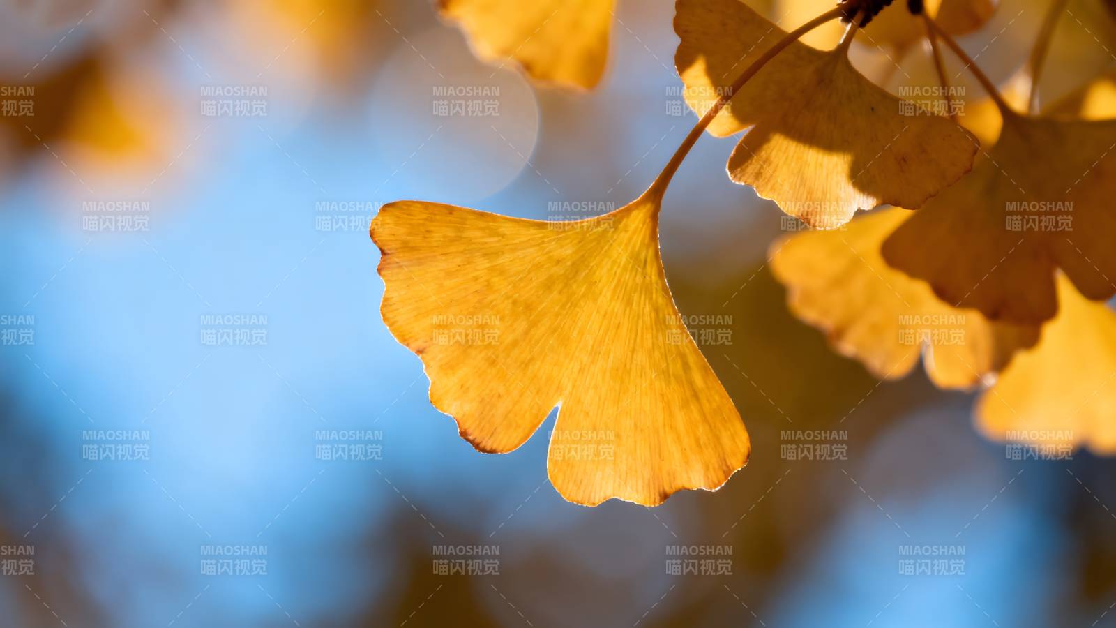 秋叶金黄 风轻拂图片