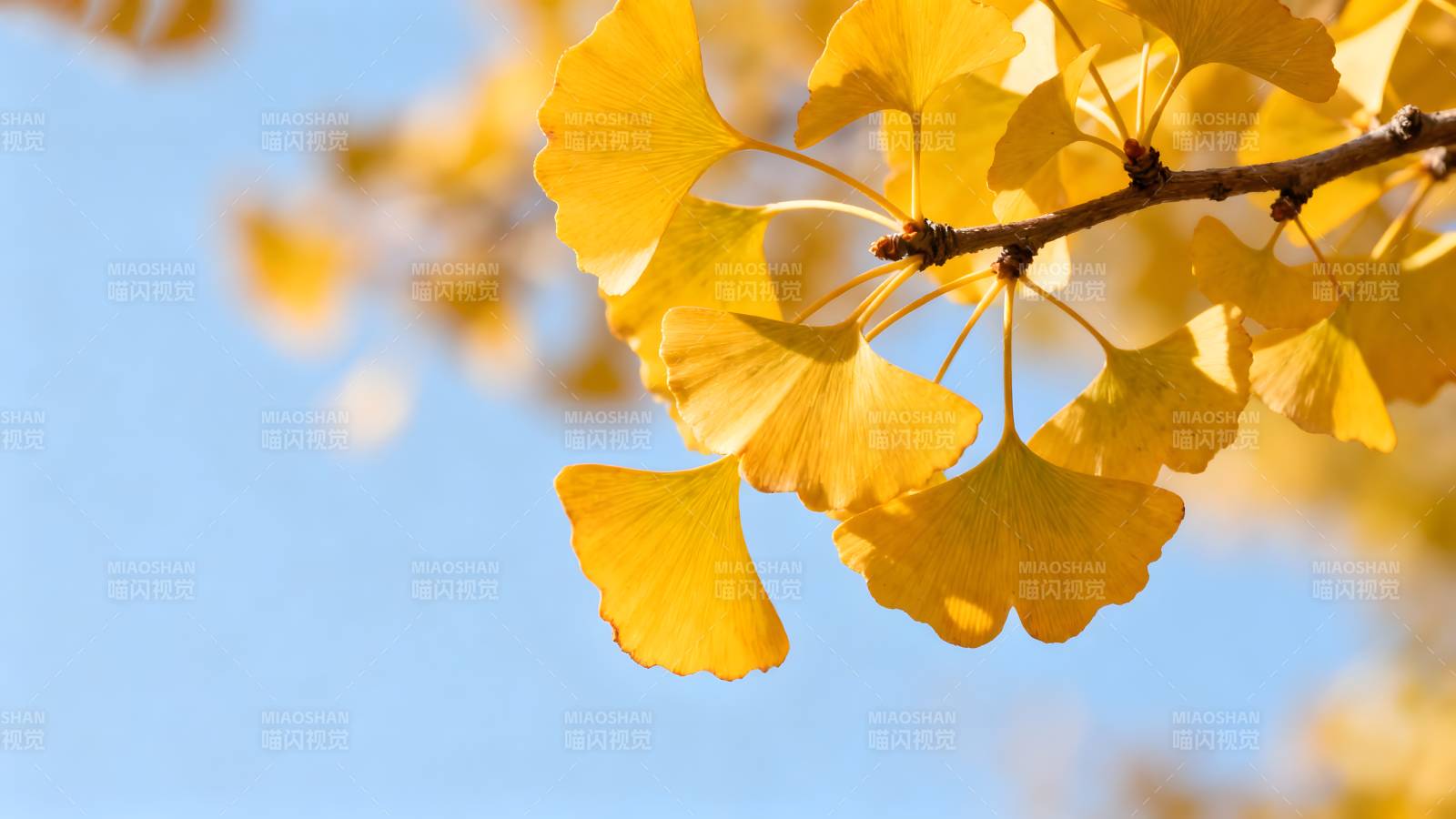 银杏叶黄秋意浓图片