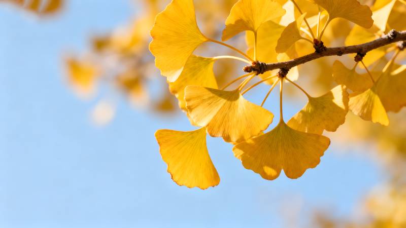 银杏叶黄秋意浓图片