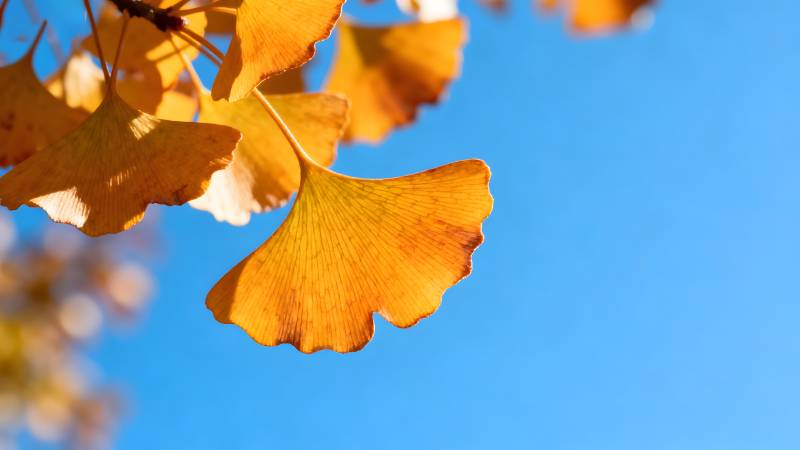 秋叶映蓝天图片