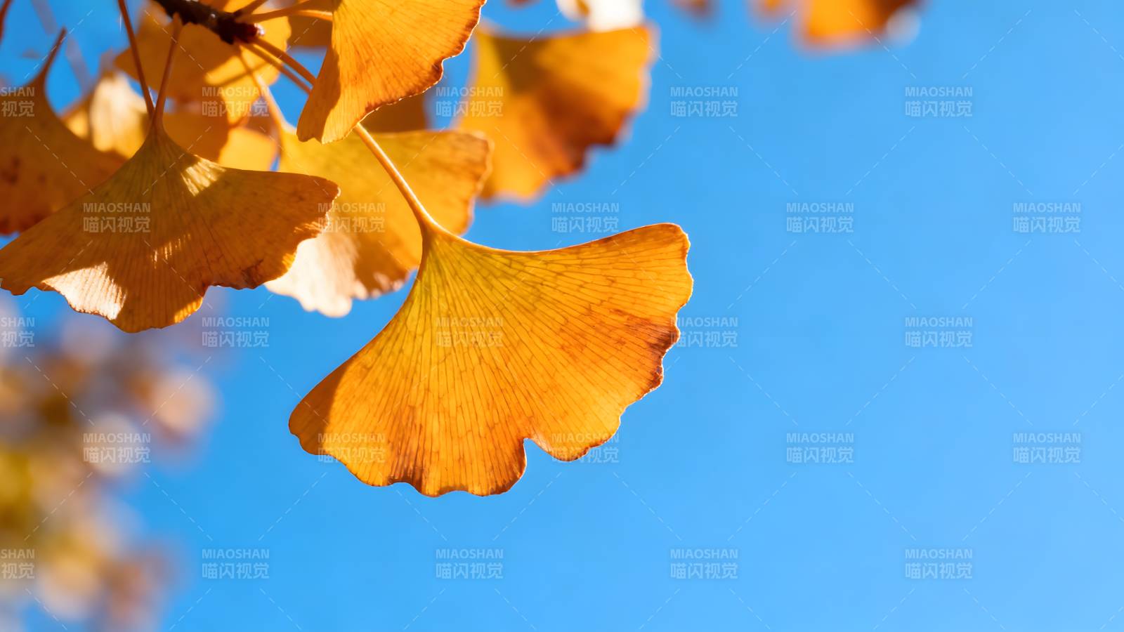 秋叶映蓝天图片