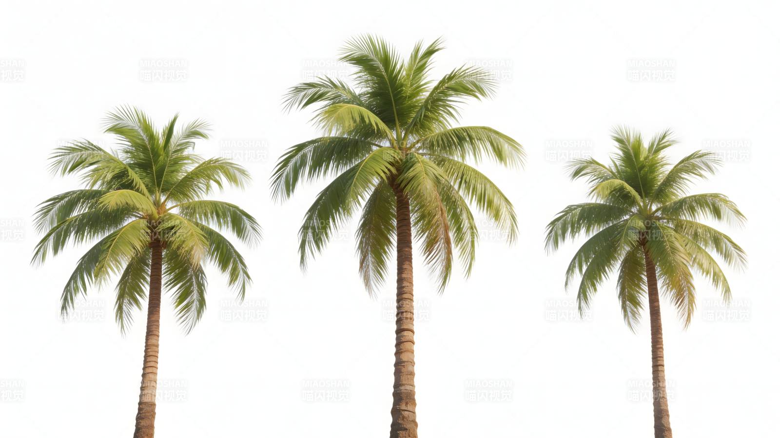 三棵椰子树图片