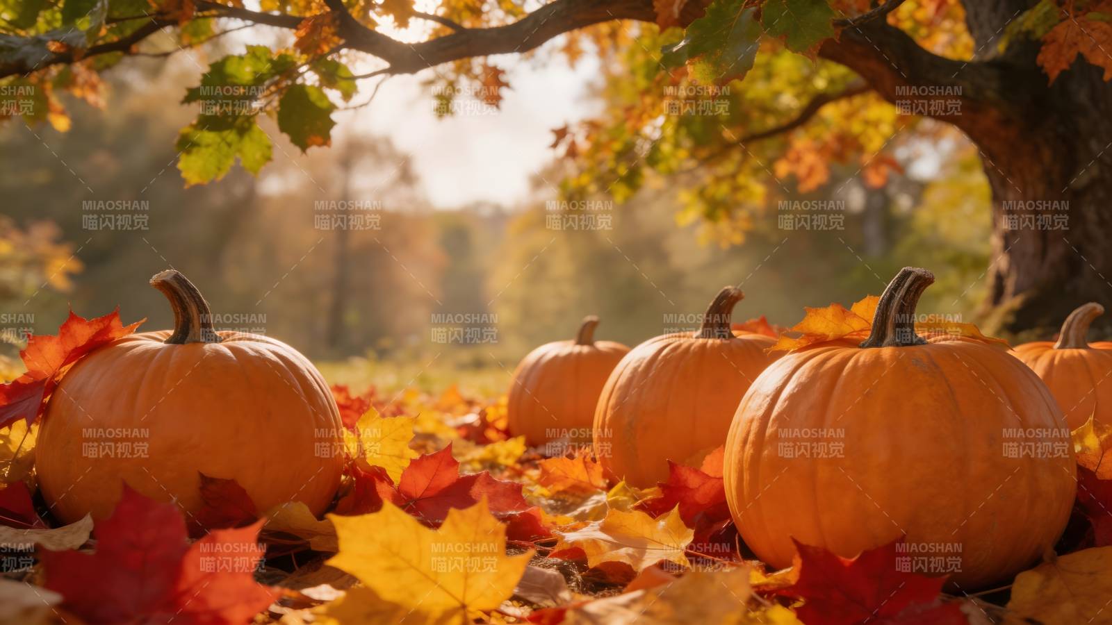 秋日南瓜叶落景图片