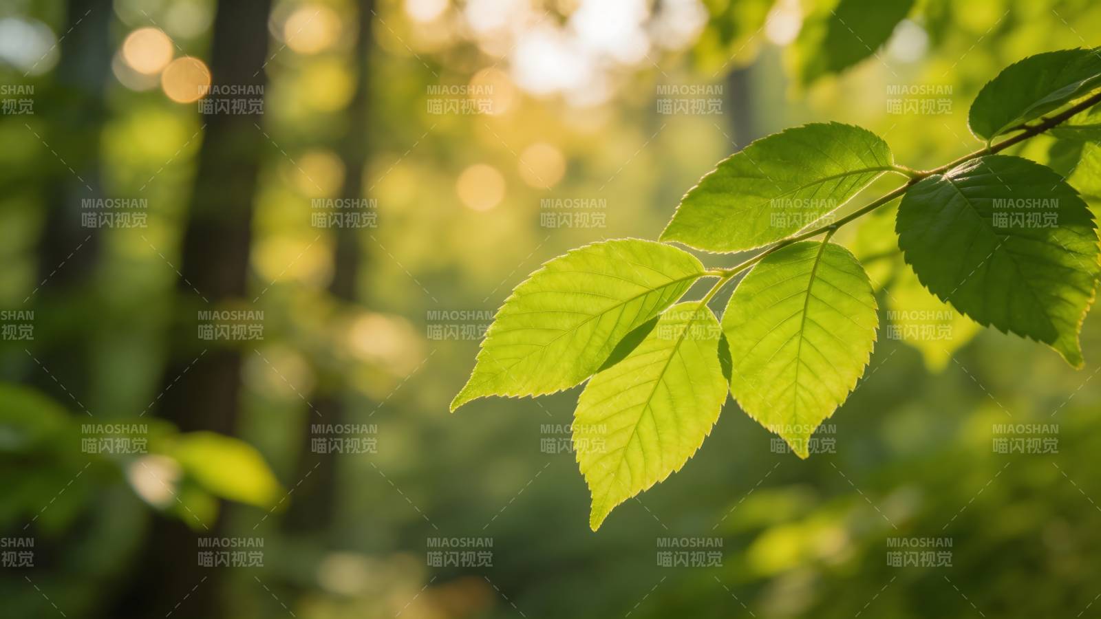 绿叶在阳光下闪烁图片