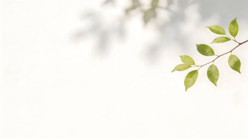 绿叶轻拂 光影斑驳图片