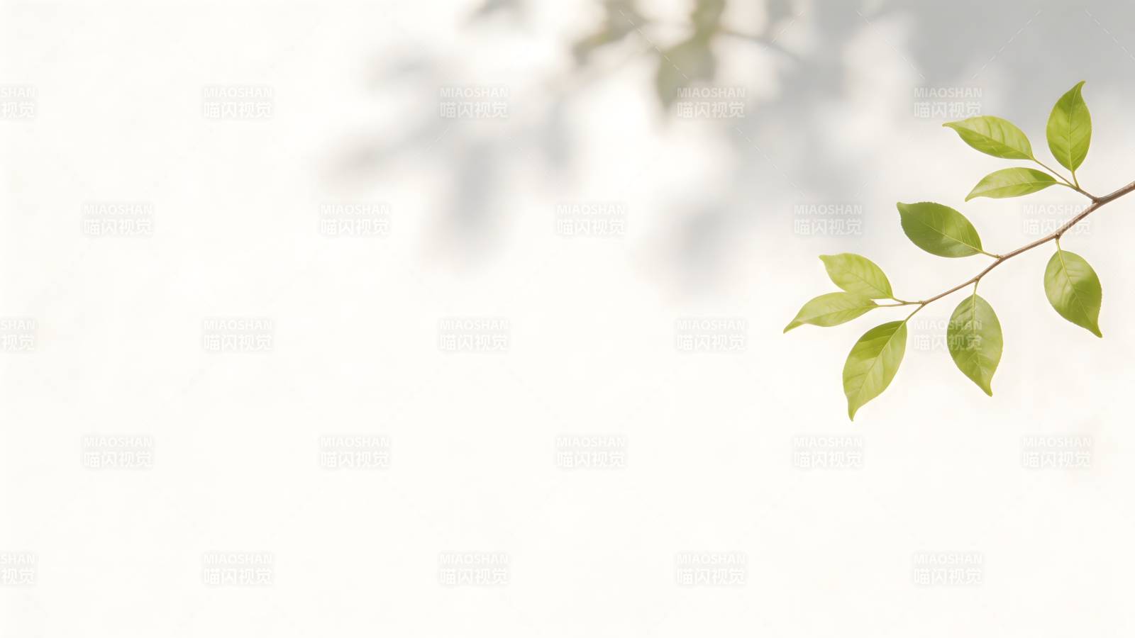 绿叶轻拂 光影斑驳图片