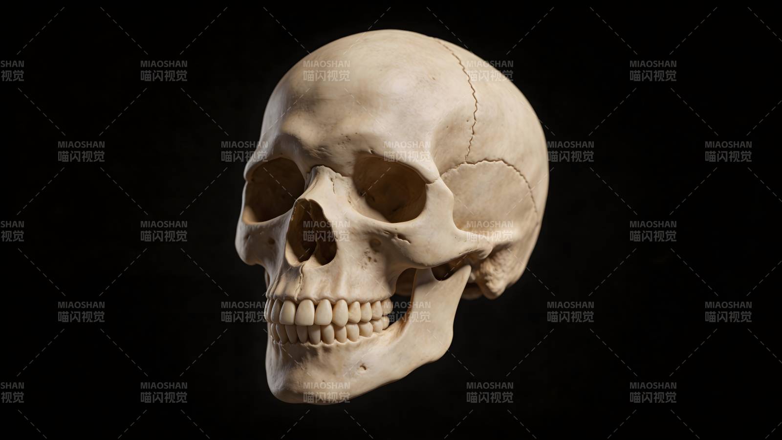 人类头骨特写图片