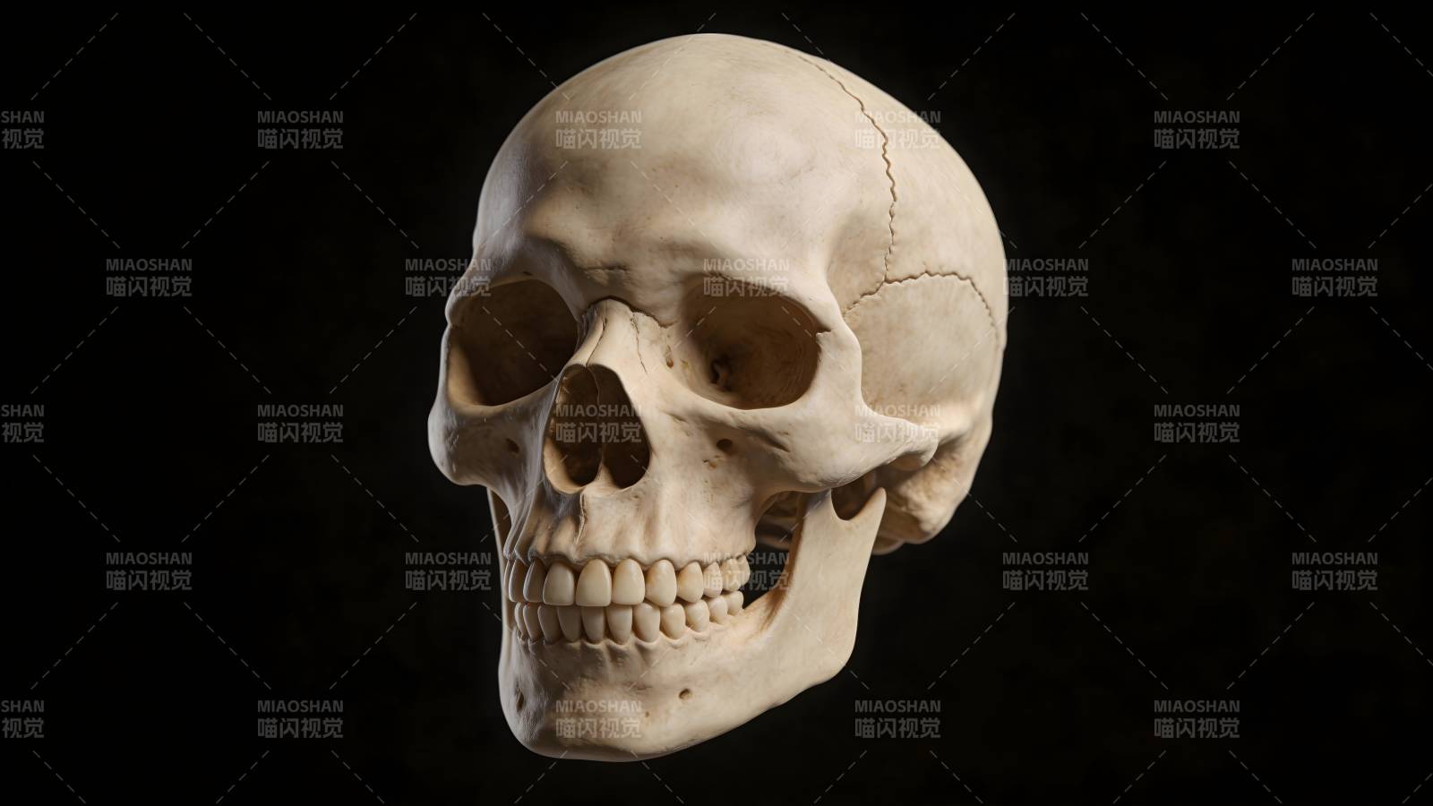 人类头骨特写图片