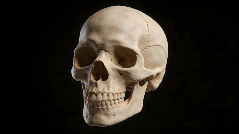 人类头骨特写图片