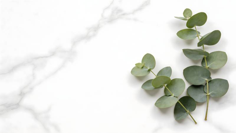 绿叶点缀大理石图片