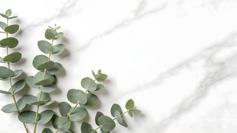 绿叶点缀大理石图片