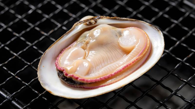 新鲜蛤蜊特写图片