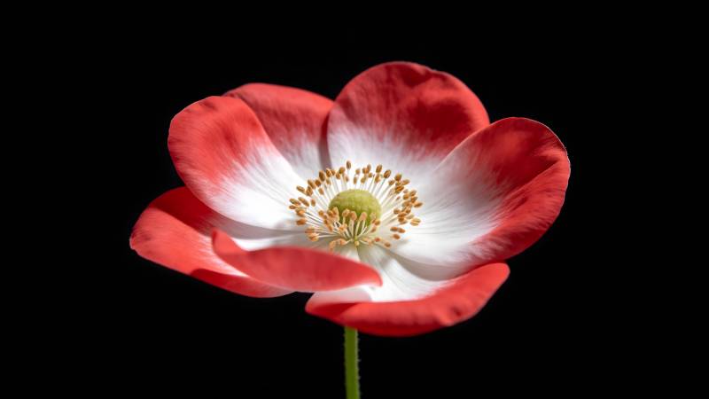 红白相间的花朵图片