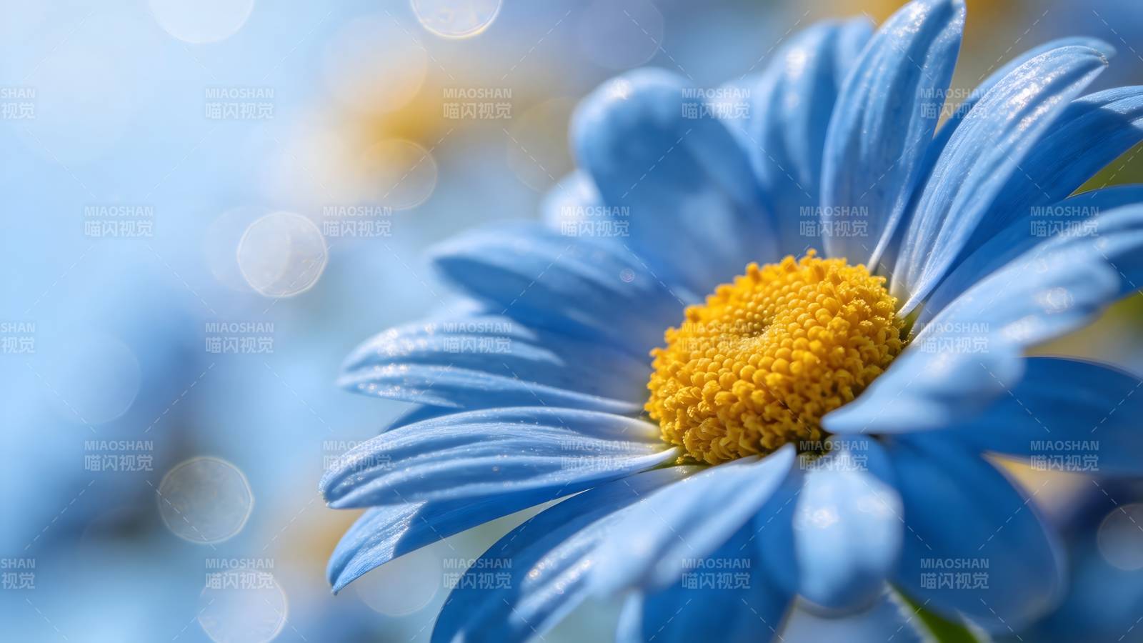 蓝菊绽放图片